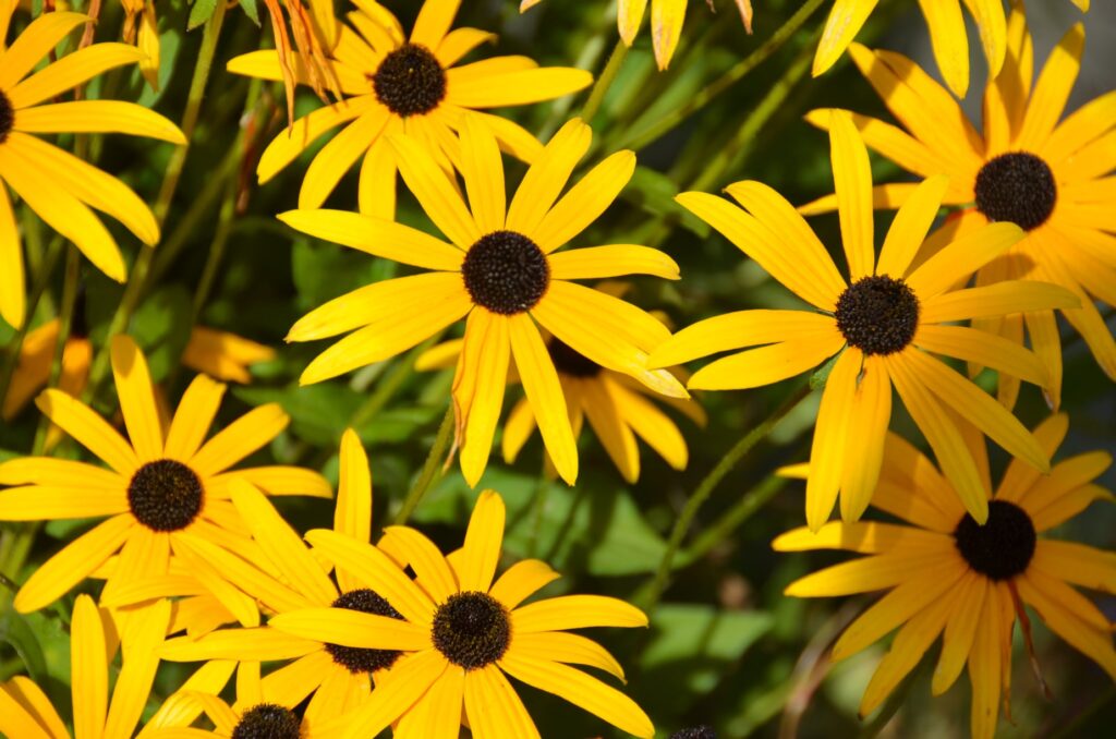 Mehrere schwarzäugige Rudbeckien in einer Nahaufname
